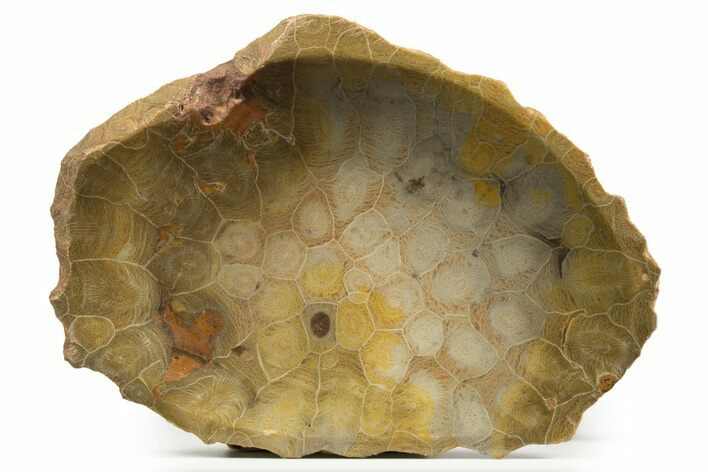 Polished Fossil Coral (Actinocyathus) Dish - Morocco #323055